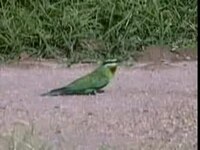 Fayl:Blue-cheeked Bee-eater.ogv