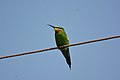 Blue-cheeked Bee-eater Merops persicus by Raju Kasambe DSC 2061 (2) 01.jpg