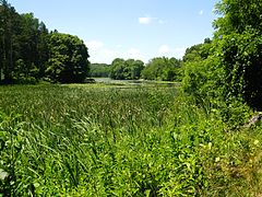 Marsh area at the east end of Cutler Lake