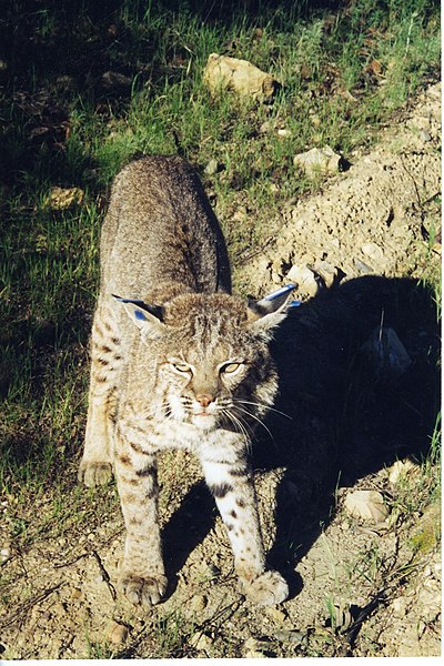 File:Bobcat (12211261974).jpg