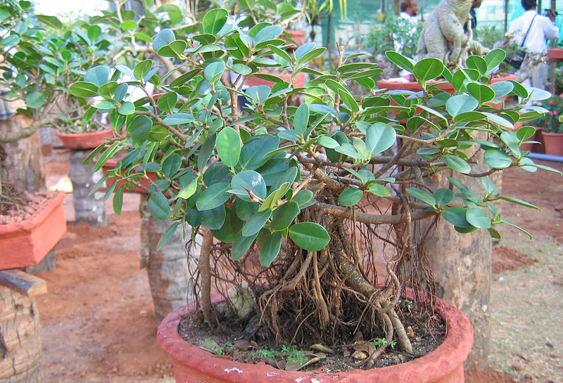 File:Bonsai (17).jpg