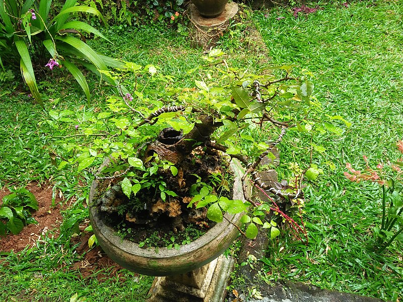 File:Bonsai di Tantya Sudhirajati-3.jpg