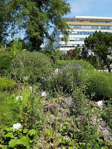 File:Botanischer Garten der Universität Wien Alpinum 2.jpg