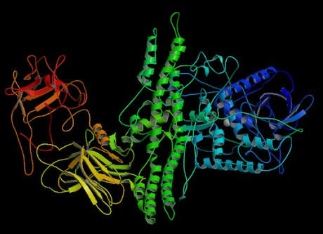 Botulotoxin