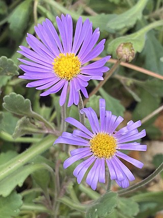 <i>Brachyscome microcarpa</i> Species of flowering plant