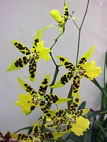 Brassidium '巨寶金剛' -香港花展 Hong Kong Flower Show- (16998266302).jpg