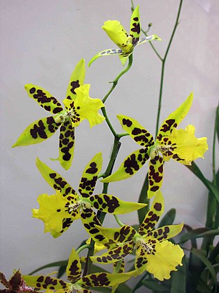 <i>× Brassidium</i> Genus of flowering plants