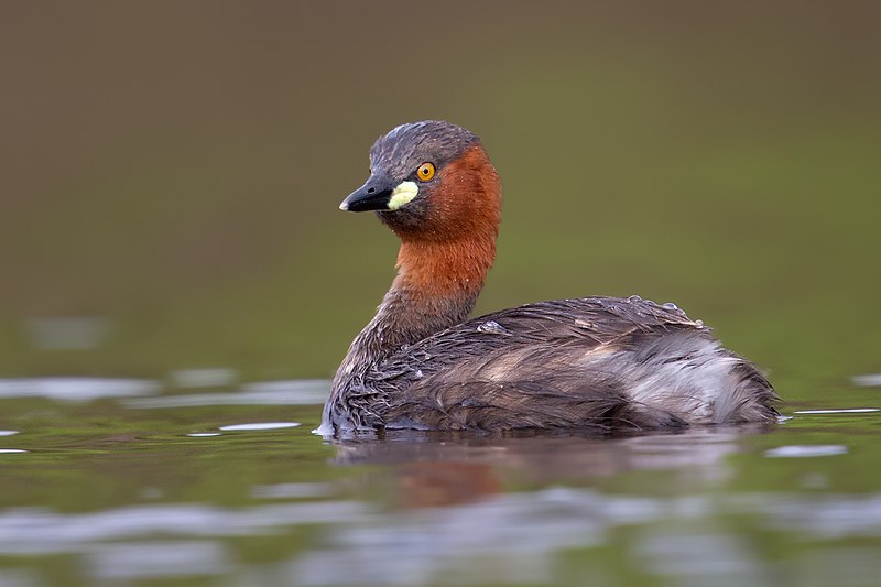 File:Breeding plume Little Grebe.jpg