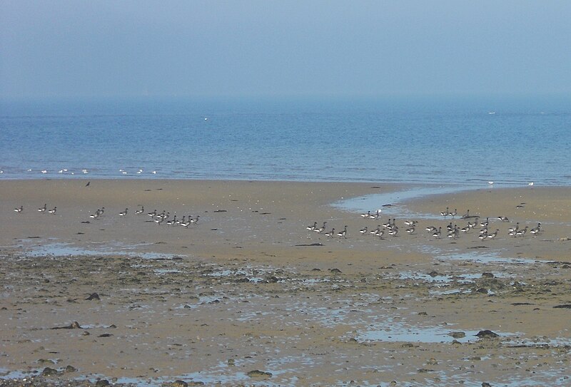 File:Brent Geese, Seaview, Isle of Wight, England.jpg