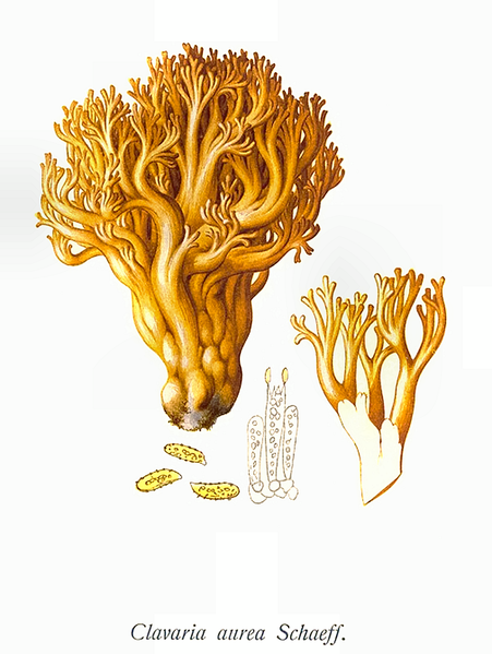 File:Bresadola-Clavaria aurea Schaeff.png