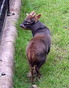 Bristol.zoo.southern.pudu.arp.jpg