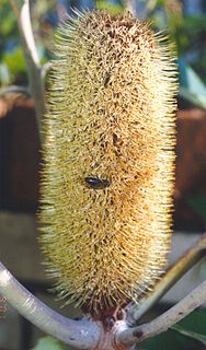 <i>Banksia robur</i>Species of shrub in the family Proteaceae from the east coast of Australia