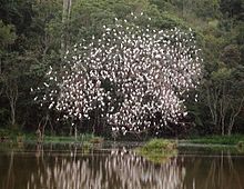 A flock in a tree at Jacutinga, Minas Gerais state, Brazil Bubulcus ibis - Cattle egret (flock).jpg