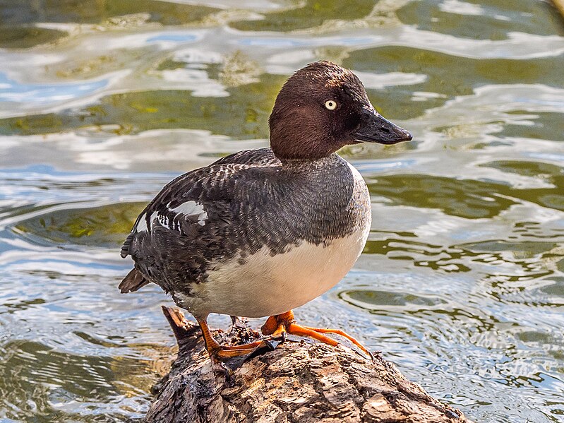 File:Bucephala clangula, female, Stockholm EM1B1432 (40876303923).jpg