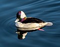 * Nomination Bufflehead in the Central Park Reservoir --Rhododendrites 17:24, 8 February 2021 (UTC) * Promotion can you sort out the blown highlights on the head? --Charlesjsharp 17:40, 8 February 2021 (UTC)  new version uploaded - with some minor reservations. as the highlights come down it starts to look a little dirty, whereas nearly anytime I look at a bufflehead the white is usually bright white. Why oh why are some animals dark black and bright white next to each other! :) Rhododendrites 20:29, 8 February 2021 (UTC)  Support kingfishers are the same --Charlesjsharp 22:42, 8 February 2021 (UTC)