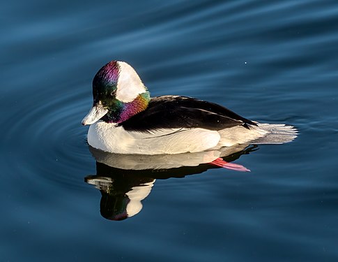 Bufflehead male in the Central Park Reservoir