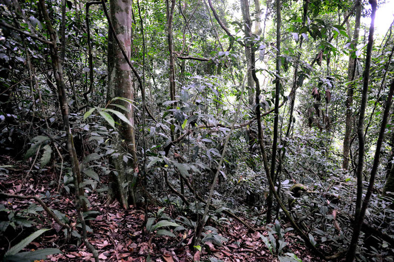 File:Bukit-jungle 09N8618.jpg