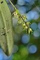 Bulbophyllum scabratum