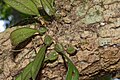 Bulbophyllum setaceum