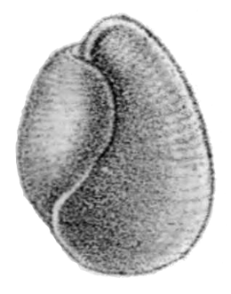 Egy Bullacta exarata kagylójának nyílt nézetének rajza