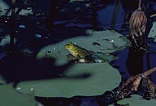 American bullfrog
Lithobates catesbeiana Bullfrog - Rana catesbeiana.jpg