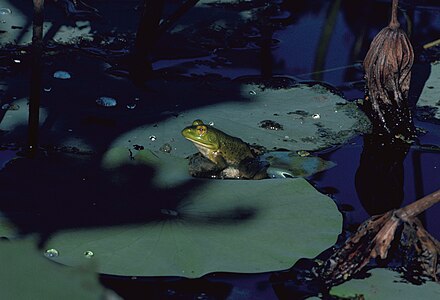 Лягушкой луна распласталась на тихой воде. Лягушка в пруду. Лягушачий прудик. Водоем лягушки вечер. Лягушка ночью.