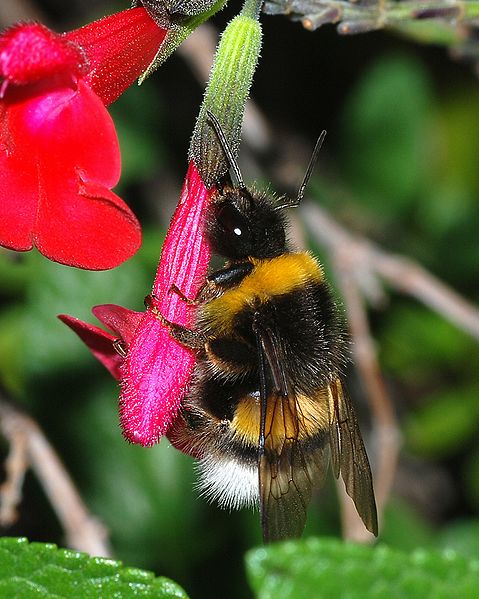 File:Bumblebee 2007-2.jpg