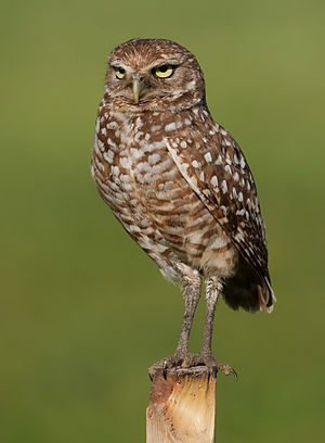 Burrowing Owl 4354.jpg