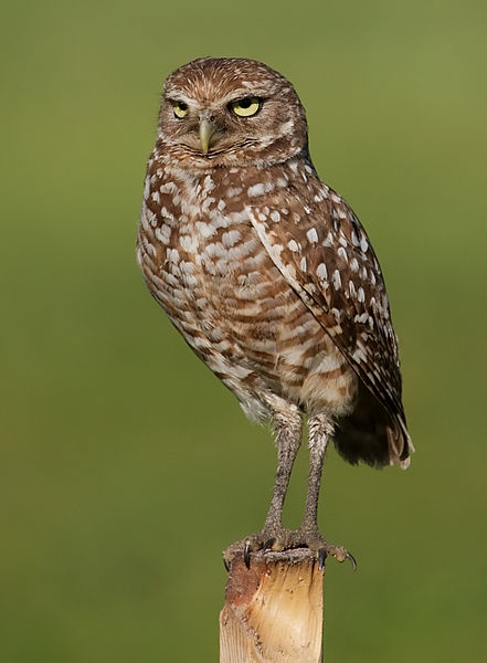 File:Burrowing Owl 4354.jpg