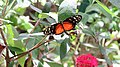 Butterfly World, Florida.jpg