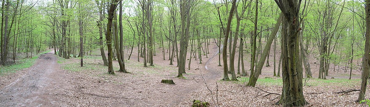 Grądy w Dolinkach Myślęcińskich