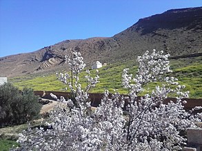 Blühender Mandelbaum und Marabout-Grabmal bei Ifrane Atlas Saghir