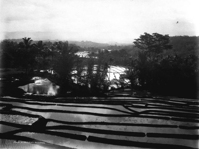 Rice fields terrace in Priangan highland, West Java, Dutch East Indies. In/before 1926.