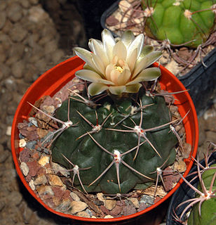<i>Gymnocalycium fischeri</i> Species of cactus