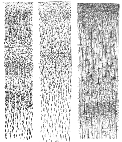 File:Cajal cortex drawings.png