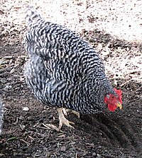 California abu-Abu chicken.jpg