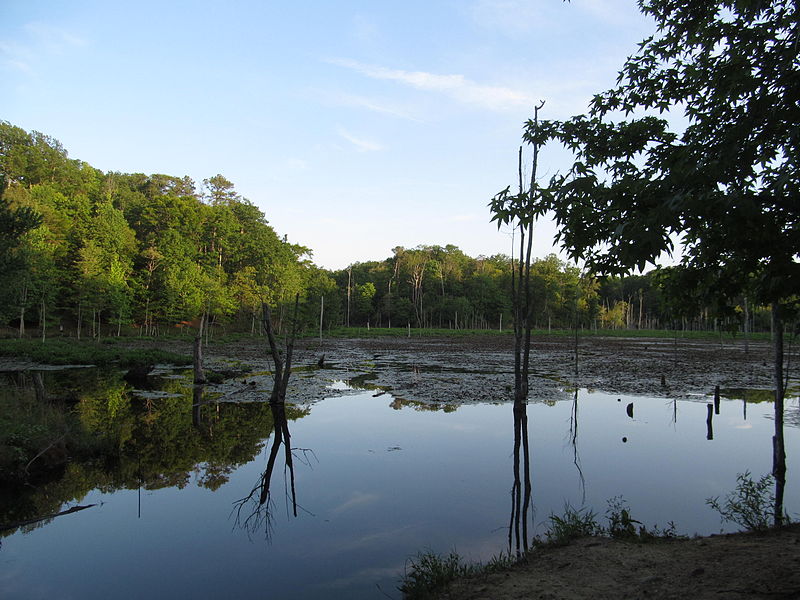 File:Calvert Cliffs State Park - Lusby, Maryland (14774363576).jpg