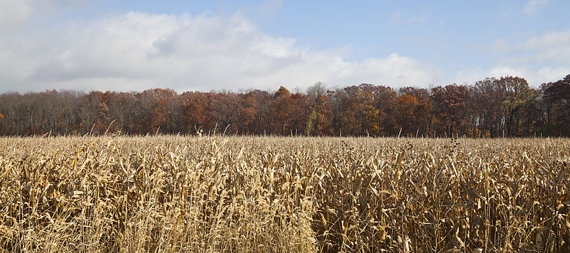 File:Campo de maiz, Walker, Indiana, Estados Unidos, 2012-10-20, DD 01.jpg