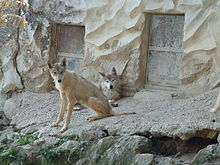 Wolves in the Padmaja Naidu Himalayan Zoological Park, Darjeeling Canis lupus himalayensis.JPG