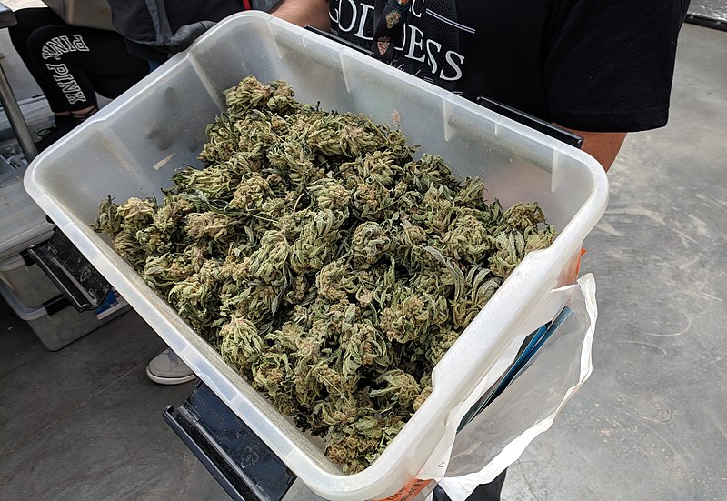 File:Cannabis harvest.jpg