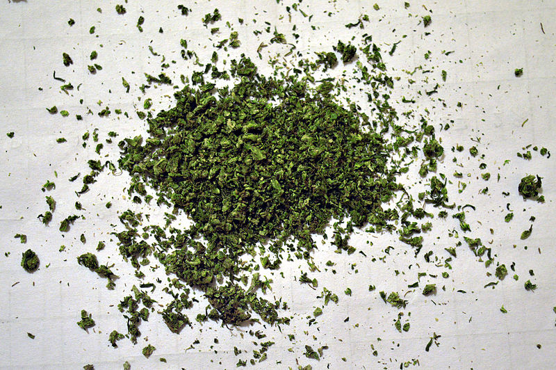 File:Cannabis sativa preparation for joint (07).jpg