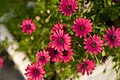 Cape Marguerite (Dimorphotheca ecklonis).