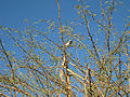 Cape Sparrow in tree.jpg