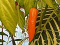 Közönséges paprika (Capsicum annuum)