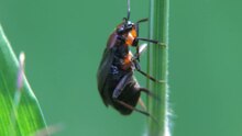 File: Capsus ater oviposition - 2012-07-26.webm