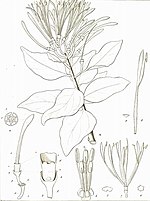 Thumbnail for Psittacanthus calyculatus