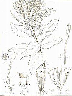 <i>Psittacanthus calyculatus</i> Species of parasitic flowering plant in the family Loranthaceae