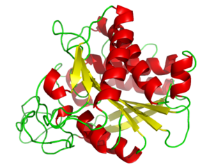 <span class="mw-page-title-main">Carboxypeptidase A</span>