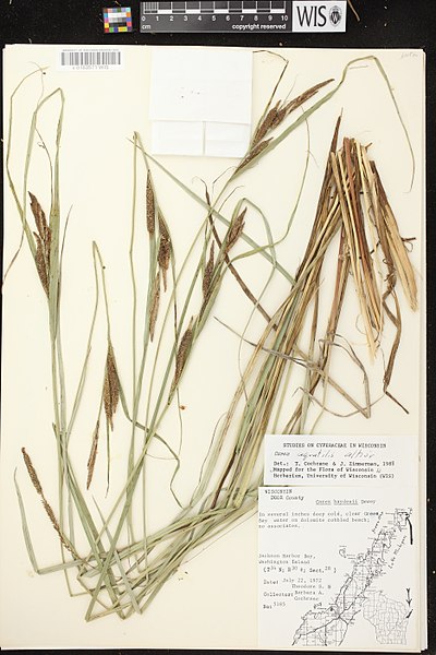 File:Carex aquatilis herbarium (04).JPG