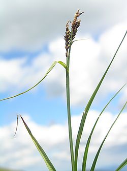 Carex bigelowii.JPG